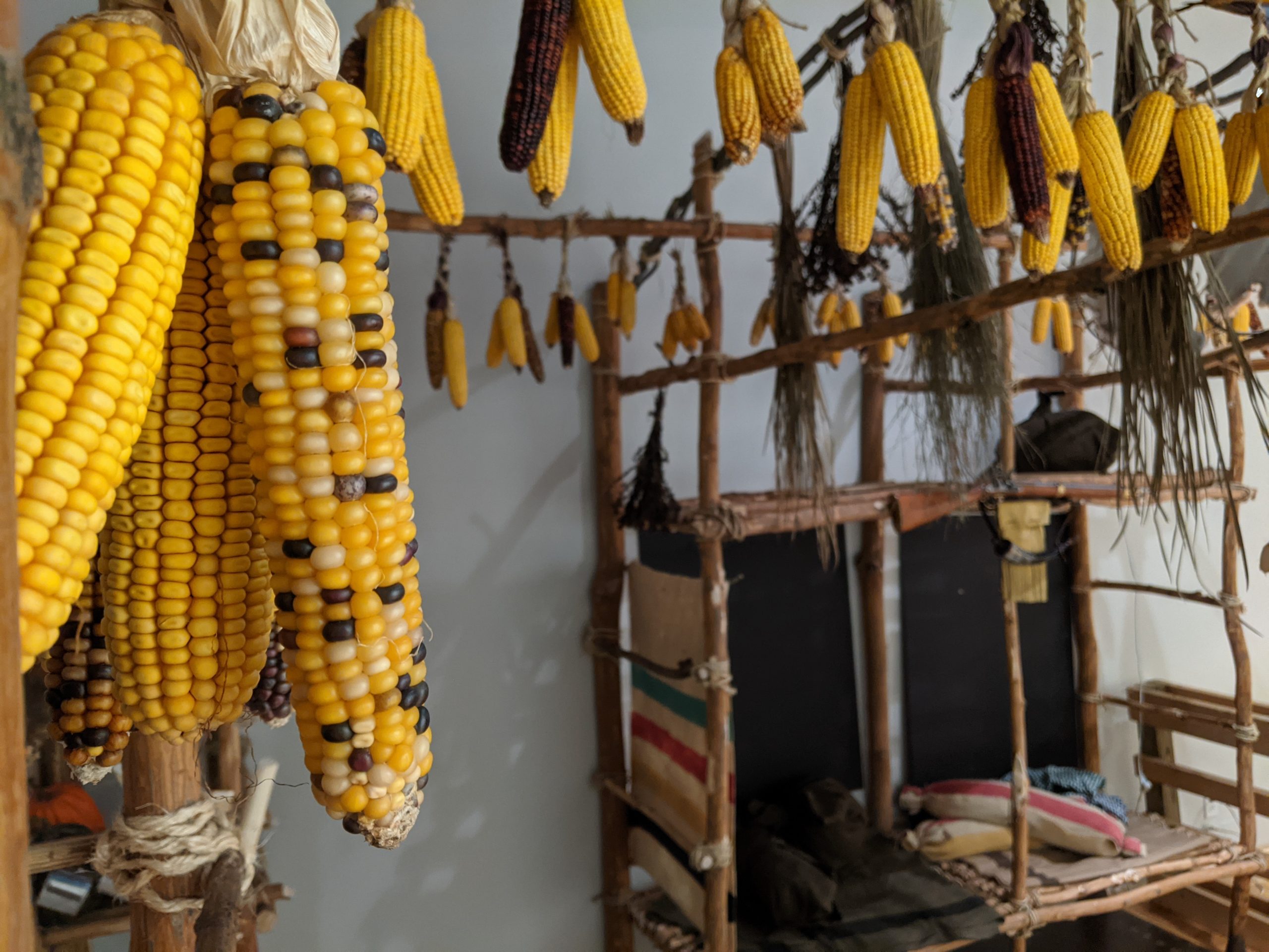 Corn in a replica longhouse